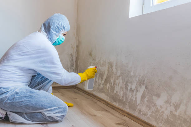 Licensed Mold Remediation service in Union City, TN - WQB Mold Removal